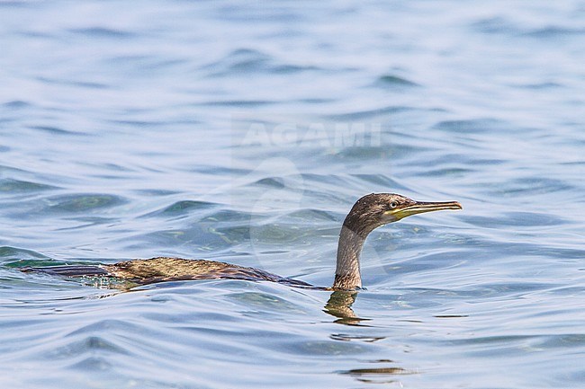 Kuifaalscholver, European Shag, Phalacrocorax aristotelis stock-image by Agami/Menno van Duijn,