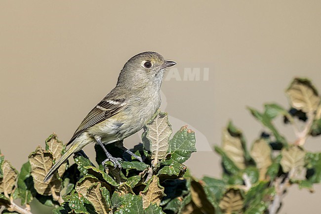 Adult
Coahuila, Mexico
May 2022 stock-image by Agami/Brian E Small,