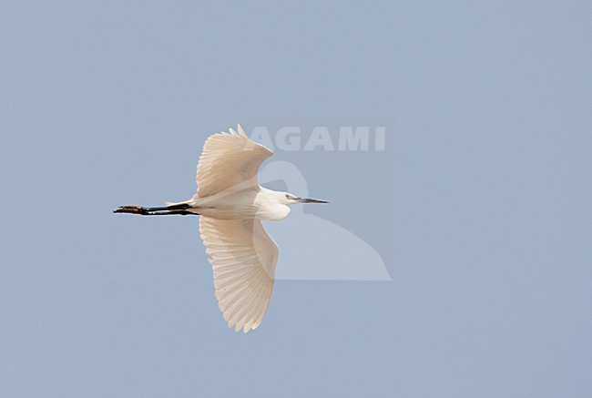 Vliegende Kleine Zilverreiger; Flying Little Egret stock-image by Agami/Roy de Haas,