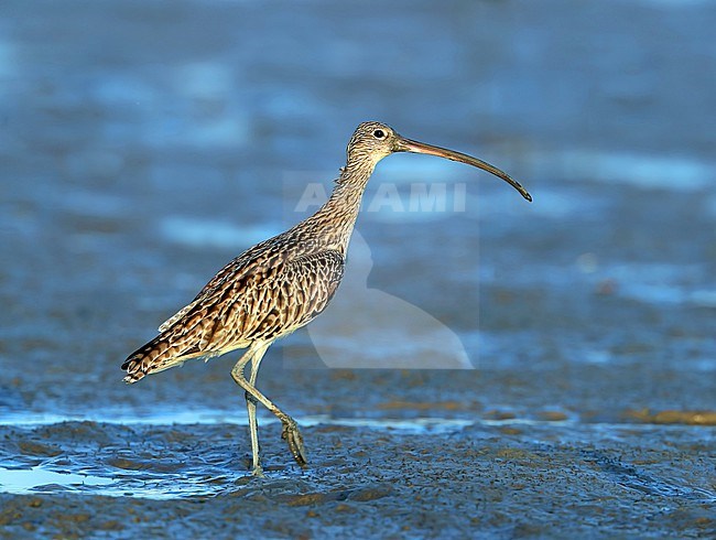 Wintering Far Eastern Curlew (Numenius madagascariensis) at Burnett Heads in Bundaberg, Australia. Standing on coastal mud flat. stock-image by Agami/Aurélien Audevard,