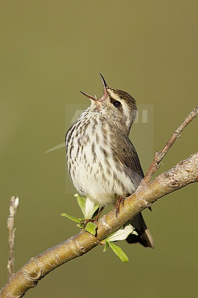 Adult Northern Waterthrush (Parkesia noveboracensis) perched on a small branch on Seward Peninsula, Alaska, United States. stock-image by Agami/Brian E Small,