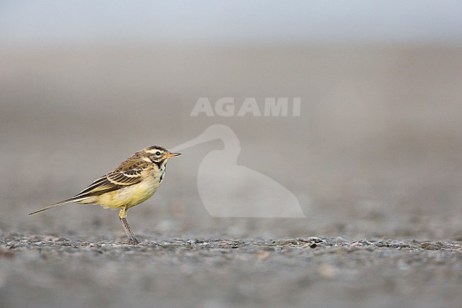 Blue-headed Wagtail (Motacilla flava ssp. flava), Germany (Schleswig-Holstein), 1st cy perched stock-image by Agami/Ralph Martin,
