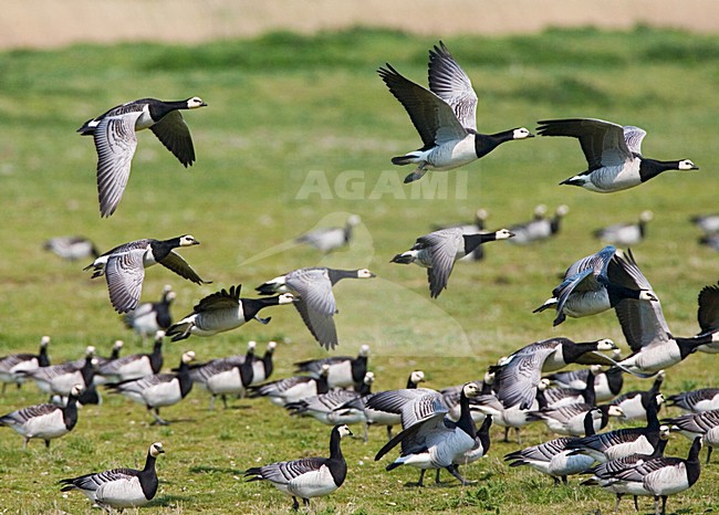 Barnacle Goose; Brandgans stock-image by Agami/Marc Guyt,