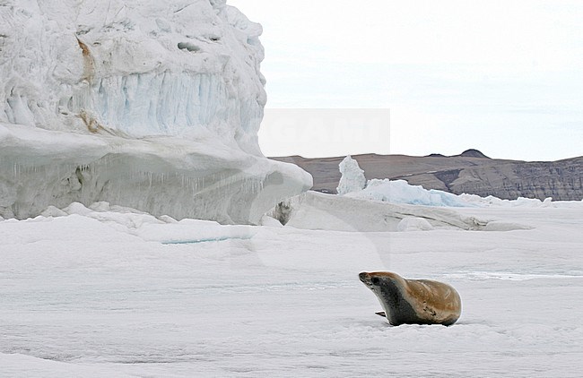 Crabeater seal perched on ice stock-image by Agami/Pete Morris,