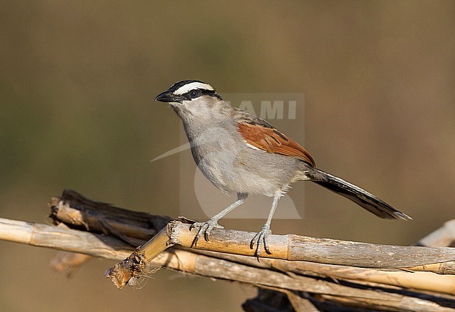 Black-crowned Tchagra - Senegaltschagra - Tchagra senegalus ssp. cucullatus, Morocco stock-image by Agami/Ralph Martin,