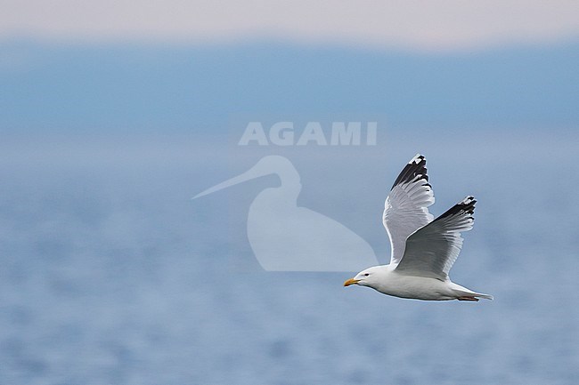 Mongolian Gull, Larus mongolicus, Russia (Baikal), adult stock-image by Agami/Ralph Martin,