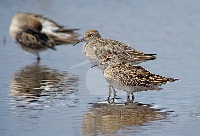Siberische strandloper, Sharp-tailed Sandpiper, Calidris acuminata stock-image by Agami/Pete Morris,