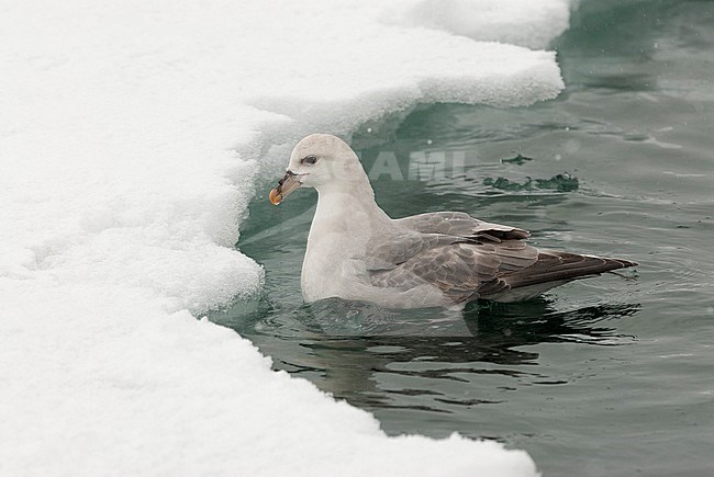 Northern fulmar near pack ice stock-image by Agami/Roy de Haas,