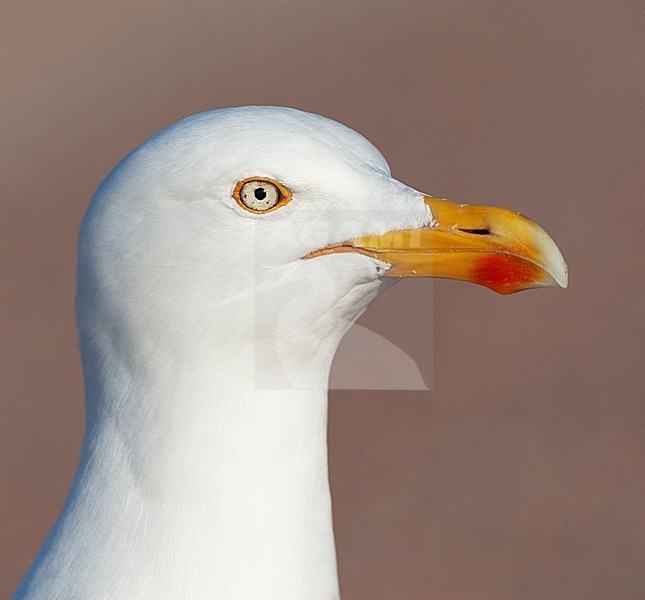 Portrait of an adult European Herring Gull (Larus argentatus) on Wadden Island of Texel in the Netherlands. Standing up close on a parking lot waiting for tourists to throw food. stock-image by Agami/Marc Guyt,