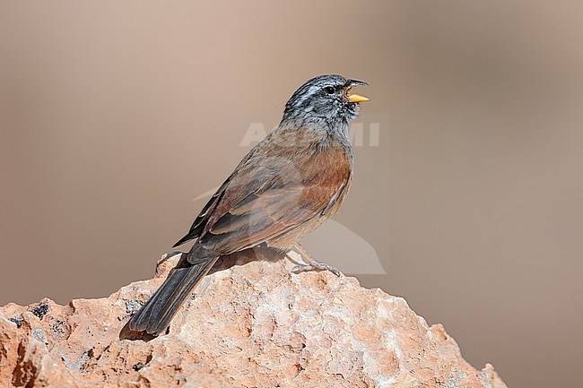 House Bunting  (Emberiza sahari) taken the 19/03/2022 at Errachidia - Morroco stock-image by Agami/Aurélien Audevard,