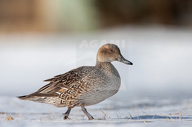Wintering Northern Pintail (Anas acuta) along the coast of Hokkaido in Japan. Female walking over snow covered field. stock-image by Agami/Marc Guyt,