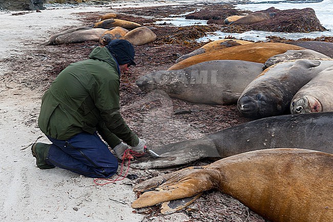 A biologist puts a tag on the flippers of a southern elephant seals, Mirounga leonina. Sea Lion Island, Falkland Islands. stock-image by Agami/Sergio Pitamitz,