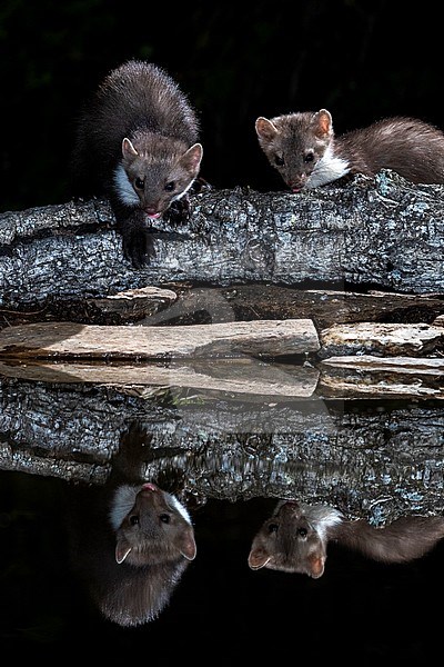 Beech Marten (Martes foina) during the night in Extremadura, Spain. stock-image by Agami/Oscar Díez,