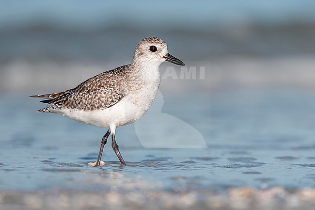  stock-image by Agami/Marcel Burkhardt,
