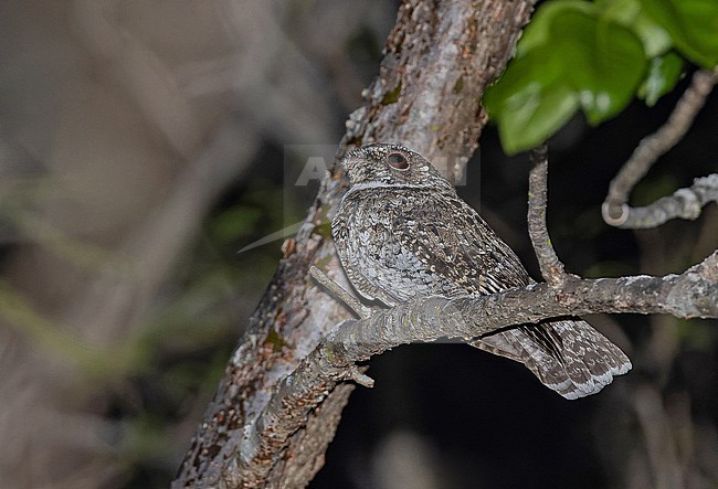 Least Poorwill (Siphonorhis brewsteri) in the Dominican Republic. Also known as least pauraque. stock-image by Agami/Pete Morris,