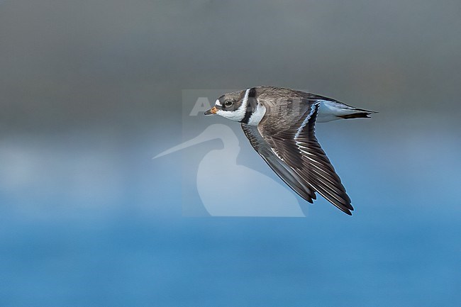 Adult breeding
Galveston Co., TX
April 2023 stock-image by Agami/Brian E Small,