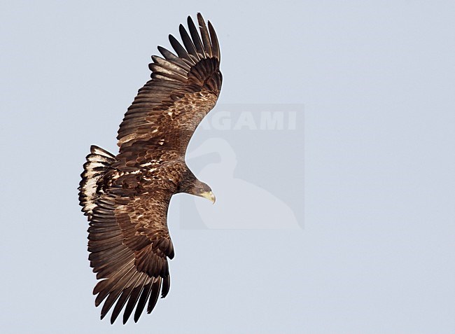 Zeearend onvolwassen vliegend; White-tailed Eagle immature flying stock-image by Agami/Markus Varesvuo,