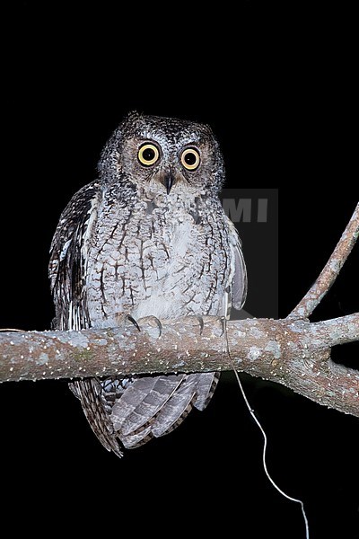 Molukse Dwergooruil, Moluccan Scops-Owl stock-image by Agami/Dubi Shapiro,