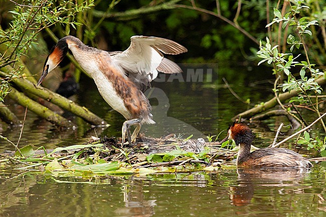 Great Crested Grebe (Podiceps cristatus) nest with adults and young stock-image by Agami/Caroline Piek,