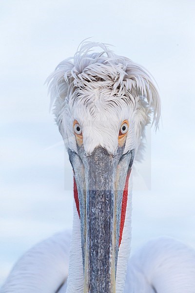 Close-up of adult Dalmatian Pelican (Pelecanus crispus) at Lake Kerkini, Greece stock-image by Agami/Marc Guyt,