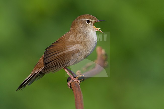 Cettis Zanger zingend; Cettis Warbler singing stock-image by Agami/Daniele Occhiato,