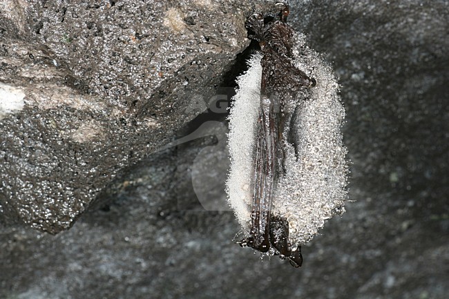 Baardvleermuis; Whiskered bat stock-image by Agami/Theo Douma,
