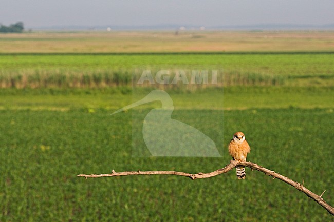 Roodpootvalk, Red-footed Falcon, Falco vespertinus stock-image by Agami/Marc Guyt,