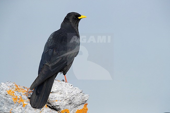 Alpine Chough (Pyrrhocorax graculus), adult standing on a rock, Trentino-Alto Adige, Italy stock-image by Agami/Saverio Gatto,