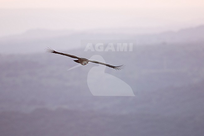 Eurasian Griffon Vulture - Gänsegeier - Gyps fulvus ssp. fulvus, Spain stock-image by Agami/Ralph Martin,