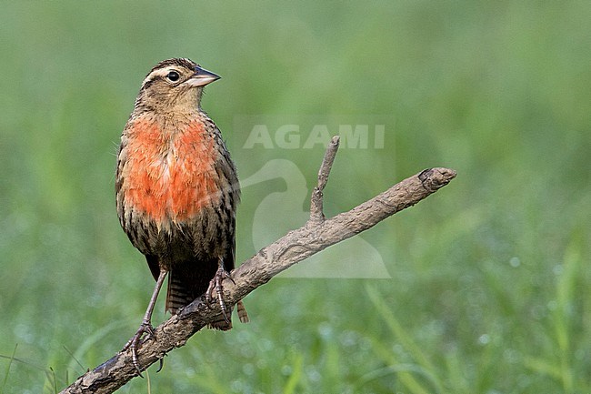 A female Red-breasted Blackbird (Leistes militaris) at Leticia, Amazonas, Colombia. stock-image by Agami/Tom Friedel,