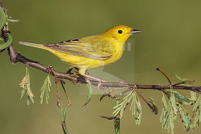 Adult female
Galveston Co., TX
May 2012 stock-image by Agami/Brian E Small,