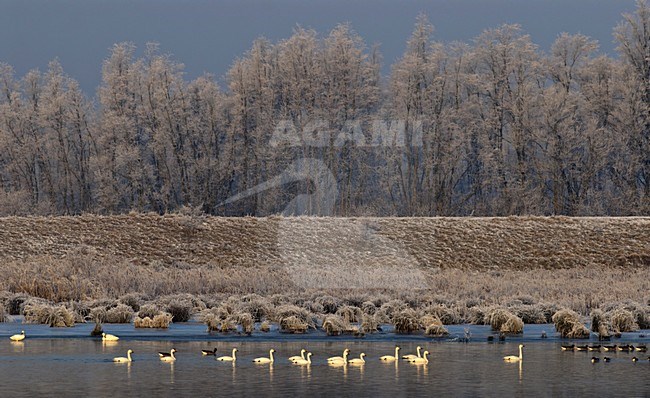 Overwinterende Kleine Zwanen; Wintering Bewick's Swans stock-image by Agami/Hans Gebuis,