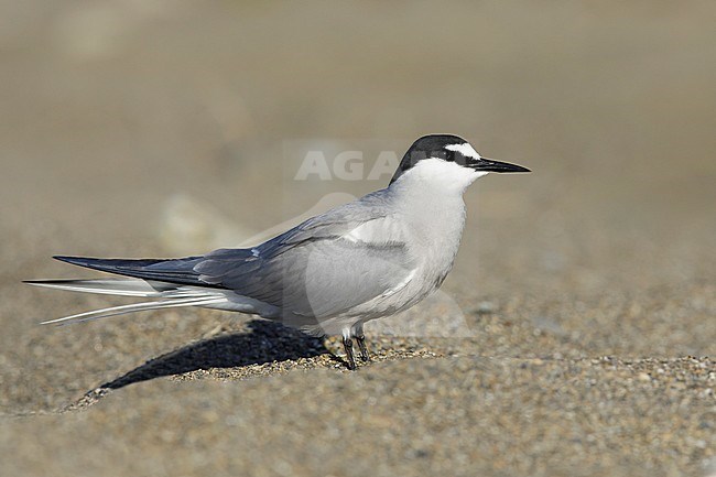 Adult breeding
Seward Peninsula, AK
June 2018 stock-image by Agami/Brian E Small,