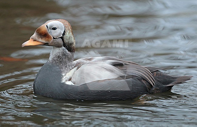 Spectacled Eider (Somateria fischeri), second winter male swimming in captivity, seen from the side. stock-image by Agami/Fred Visscher,