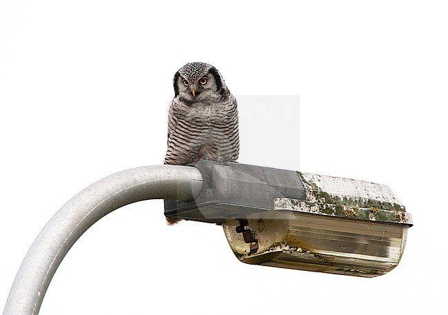 Northern Hawk Owl (Surnia ulula) wintering in Zwolle in the Netherlands. A very rare vagrant to Holland. Perched on a roadside lamppost. stock-image by Agami/Marc Guyt,