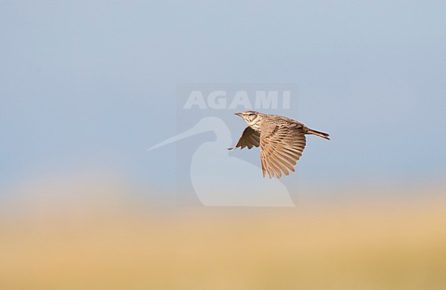 Kuifleeuwerik, Common Crested Lark, Galerida cristata stock-image by Agami/Marc Guyt,