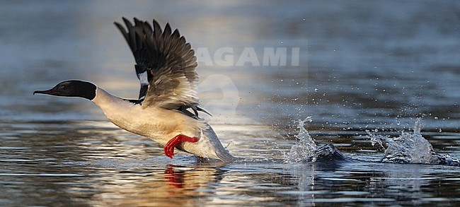 Goosander, Mergus merganser, adult male taking off at Holte, Denmark. stock-image by Agami/Helge Sorensen,