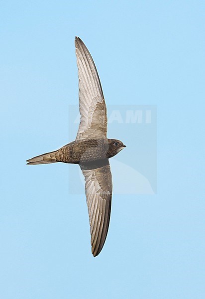 Adult Common Swift (Apus apus) on migration flying against a blue sky showing underside and wings fully spread stock-image by Agami/Ran Schols,