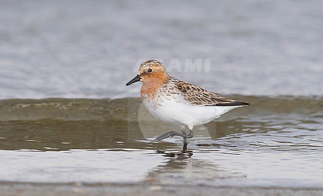Side view of an adult Red-necked Stint (Calidris ruficollis) in summer plumage walking on shore line. Mongolia stock-image by Agami/Markku Rantala,