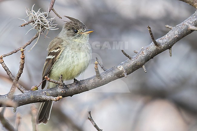 Pileated Flycatcher (Xenotriccus mexicanus) perched on a branch in Oaxaca, Mexico. stock-image by Agami/Glenn Bartley,