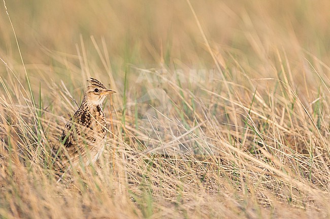 Adult Eastern Eurasian skylark (Alauda arvensis kiborti) in Russia (Baikal) stock-image by Agami/Ralph Martin,