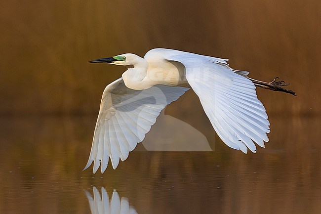 Great Egret, Ardea alba,in Italy. stock-image by Agami/Daniele Occhiato,