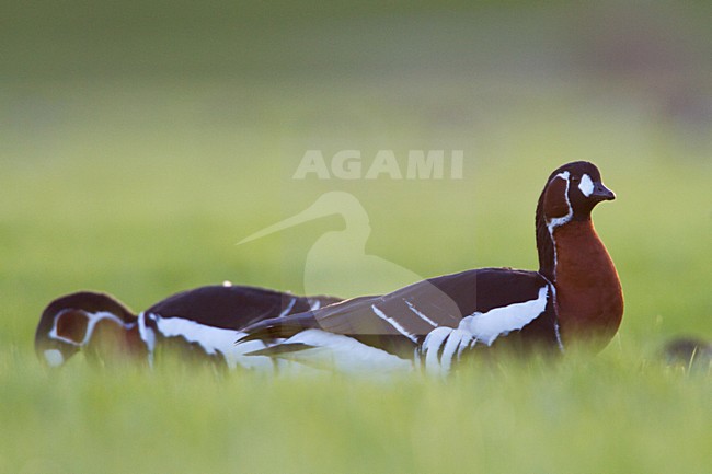 Roodhalsgans in weiland, Red-breasted Goose in meadow stock-image by Agami/Menno van Duijn,