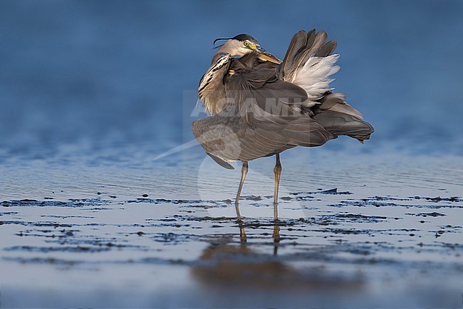 Blauwe Reiger, Grey Heron, Ardea cinerea stock-image by Agami/Daniele Occhiato,