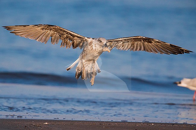 Yellow-legged Gull (Larus michahellis), landing on the shore stock-image by Agami/Saverio Gatto,