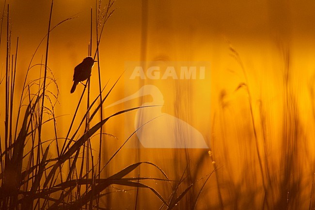 Kleine Karekiet in avondlicht; Eurasian Reed Warbler in evening stock-image by Agami/Menno van Duijn,