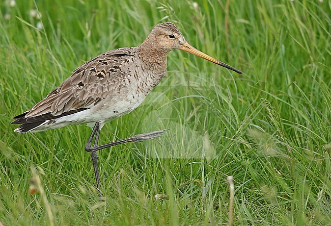 Black-tailed-Godwit (Limosa limosa), adult walking in a green meadow, seen from the side. stock-image by Agami/Fred Visscher,