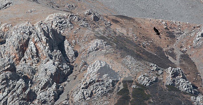 Himalayan Griffon Vulture, Gyps himalayensis, in flight. stock-image by Agami/Ian Davies,