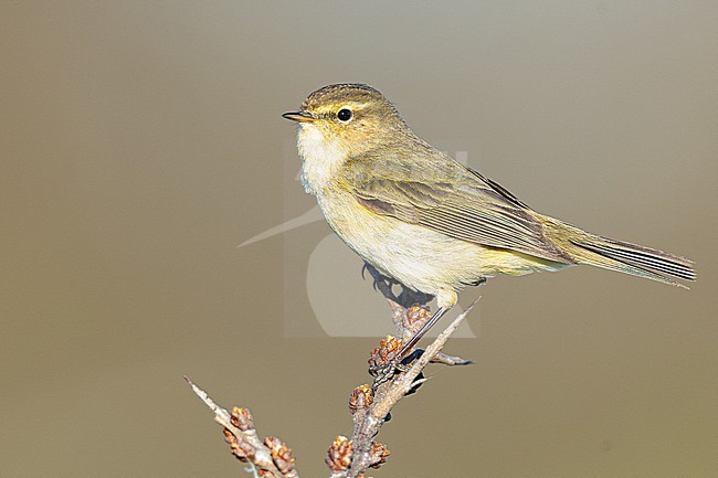 Tjiftjaf, Chiffchaff, Phylloscopus collybita stock-image by Agami/Menno van Duijn,