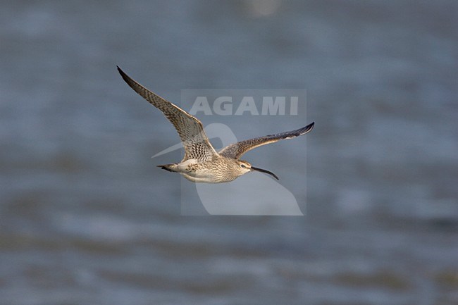 Regenwulp in de vlucht boven zee; Eurasian Wimbrel in flight over sea stock-image by Agami/Arie Ouwerkerk,